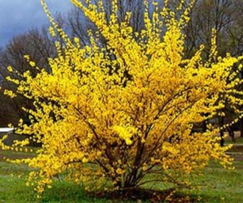 Фото: imperiasada.com.ua