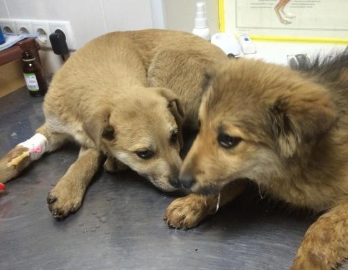 Фото: ok.ru/bgoozzhegi Фото: ok.ru/bgoozzhegi