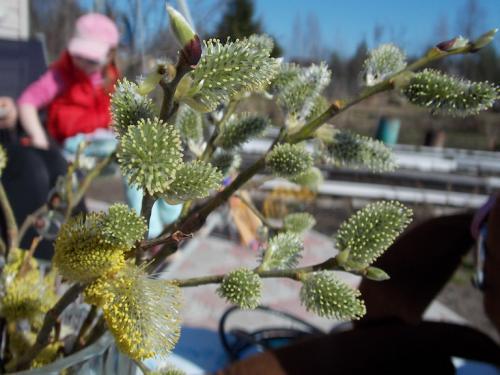 Фото: zabalueva.me Фото: zabalueva.me