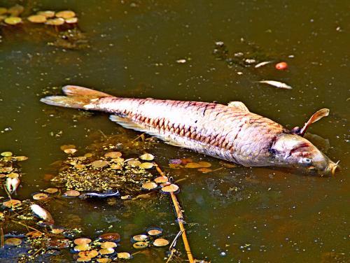 Фото О. Петрушина