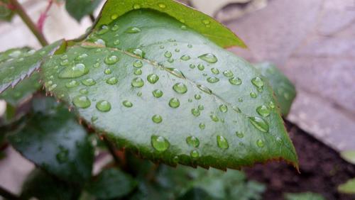 Фото Рашевский А.