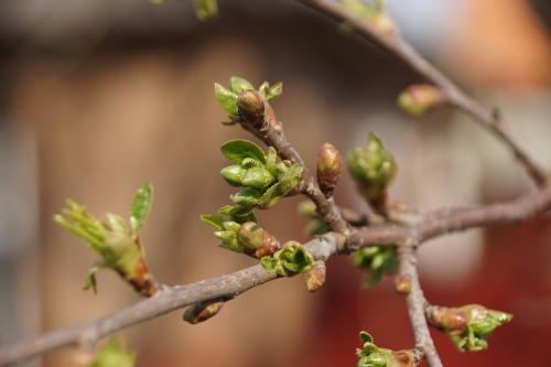Фото Рашевский А. Фото Рашевский А.