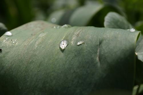 Фото Рашевский А.