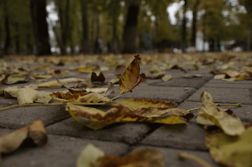 Фото А. Рашевского. Фото А. Рашевского.