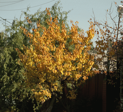 Фото А. Рашевского.