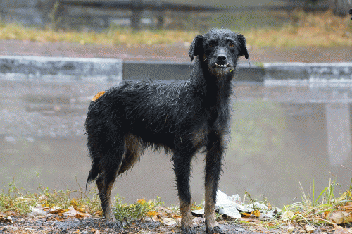 Фото А. Рашевского