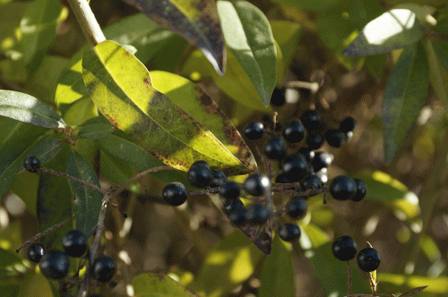 Фото А. Рашевского.