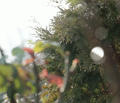 Фото А. Рашевского.