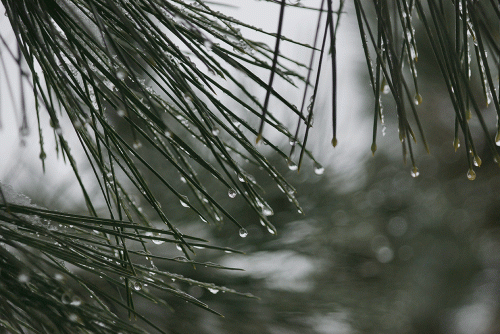 Фото А. Рашевского.