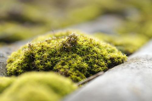 Фото из архива БВ.