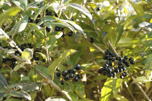 Фото А. Рашевского.