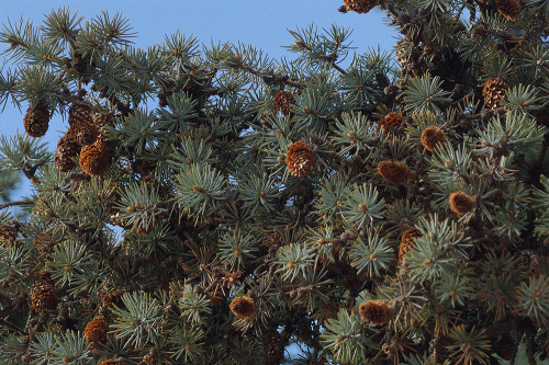 Фото А. Рашевского. Фото А. Рашевского.