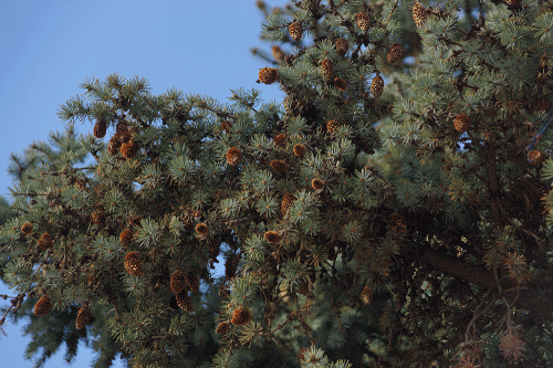 Фото А. Рашевского.