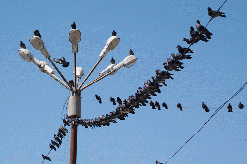 Фото А. Рашевского.