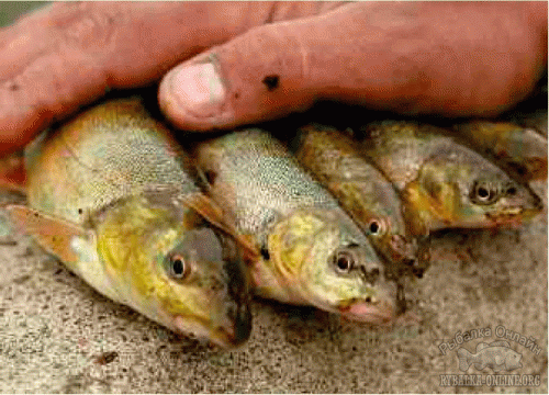 Фото rybalka-online.org