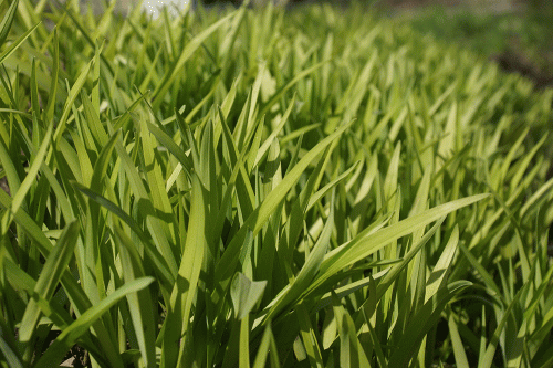 Фото А. Рашевского. Фото А. Рашевского.