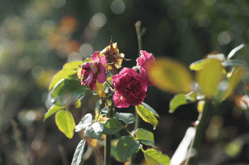 Фото А. Рашевского. Фото А. Рашевского.