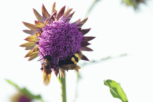 Фото А. Рашевского.