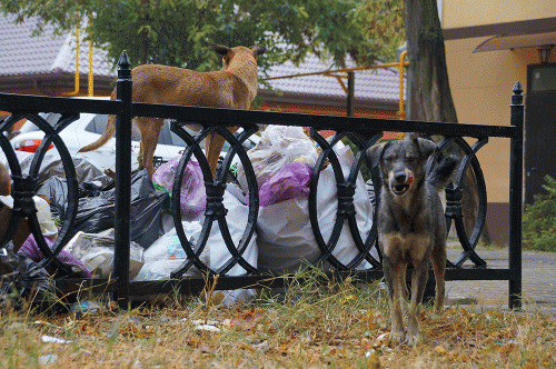 Фото из архива БВ. Фото из архива БВ.