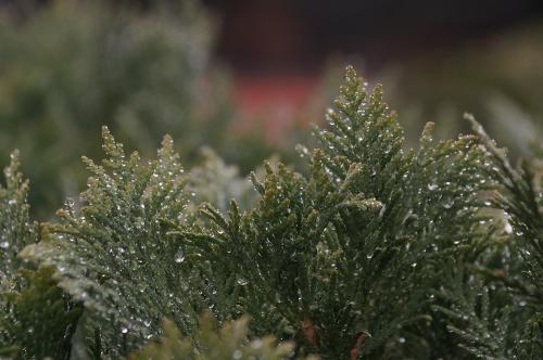 ФОТО А. РАШЕВСКИЙ