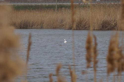 Фото архив БВ