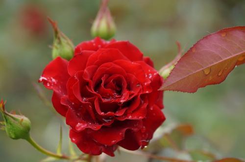 Фото архив БВ