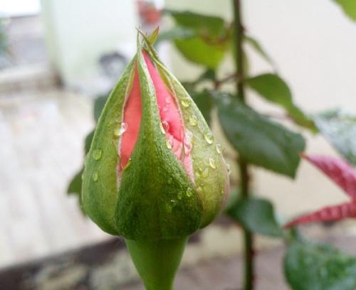 Фото архив БВ