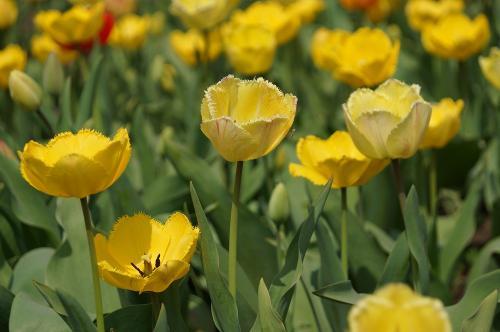 Фотоархив БВ