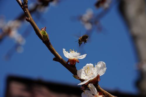 Фото БВ Фото БВ