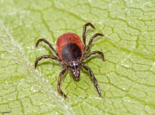 Фото yandex.ru Фото yandex.ru