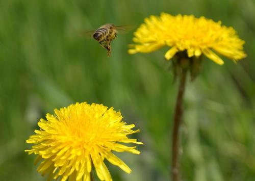 Фото БВ Фото БВ