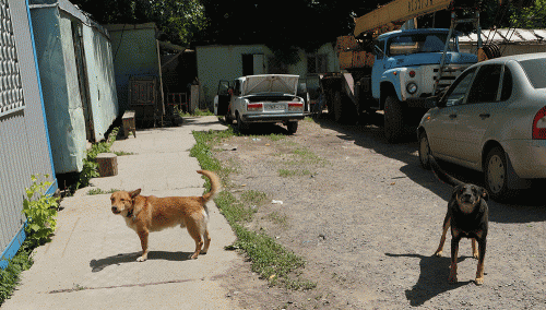 Фото А. Рашевского. Фото А. Рашевского.