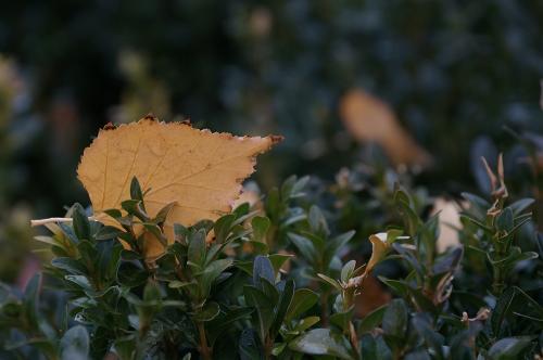 Фото Рашевский А.