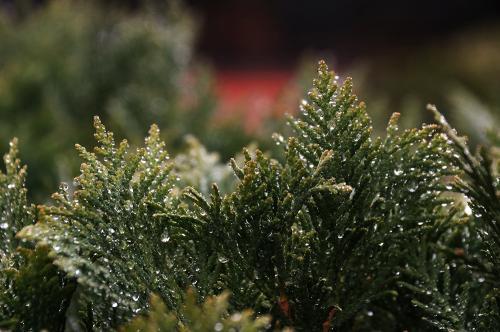 Фото Рашевский А. Фото Рашевский А.