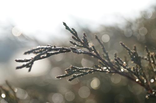 Фото Рашевский А. Фото Рашевский А.