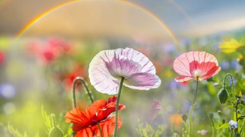 Фото yandex.ru Фото yandex.ru