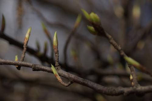 Фото Рашевский А.