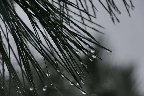 Фото Рашевский А.