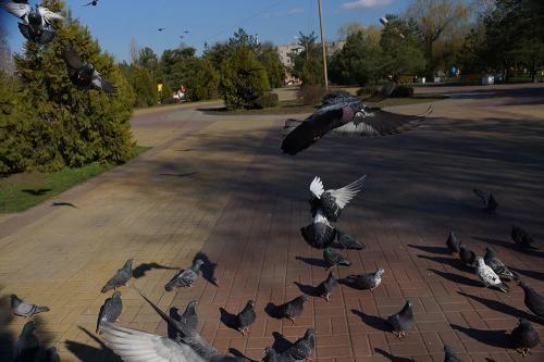 Фото Рашевский А.