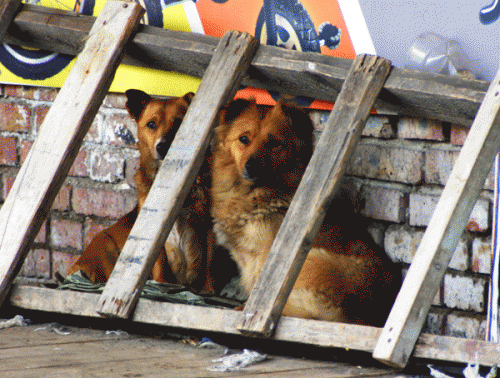 Отловленных собак привозят на станцию по борьбе с болезнями животных уже мертвыми. Фото А. Кондратьева