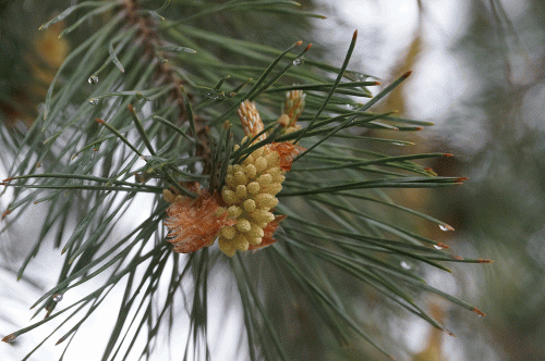 Фото А. Рашевского. Фото А. Рашевского.