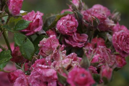 ФОТО А. РАШЕВСКИЙ ФОТО А. РАШЕВСКИЙ