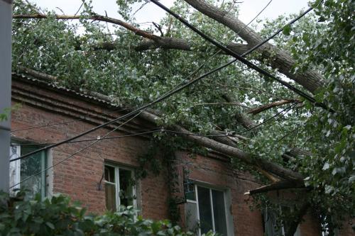 Жители дома на улице Ленина просили УЖКХ и свою управляющую компанию спилить упавший тополь еще два года назад Жители дома на улице Ленина просили УЖКХ и свою управляющую компанию спилить упавший тополь еще два года назад