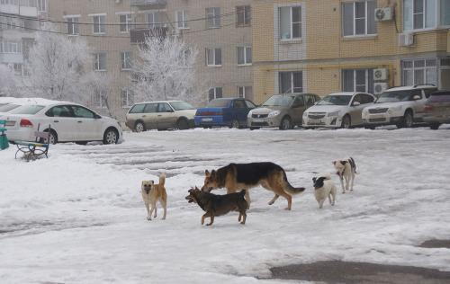 Фото А. Рашевского