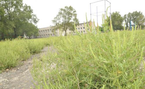 Пока дети были на каникулах, весь стадион зарос вредным сорняком. Пока дети были на каникулах, весь стадион зарос вредным сорняком.