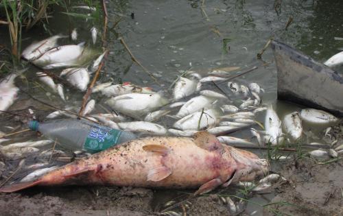 После катастрофы весь берег был усыпан мертвой рыбой. Фото из архива БВ