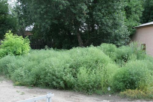 Амброзия разрослась возле школы №21 в Авиагородке. 