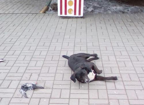 Юлия Дорошенко Фото vk.com/overheard_btsk