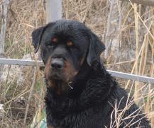 Двое суток ротвейлер по кличке Мэр провел в холодном котловане. 