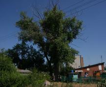 Старые тополя не дают спокойно спать жителям расположенных поблизости домов. Фото Александра Кондратьева. Старые тополя не дают спокойно спать жителям расположенных поблизости домов. Фото Александра Кондратьева.